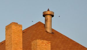 chimney swifts